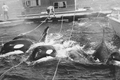 Lolita: Slave to Entertainment