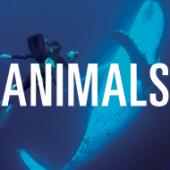 Animal Films